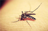 Karnataka records rise in dengue cases this quarter